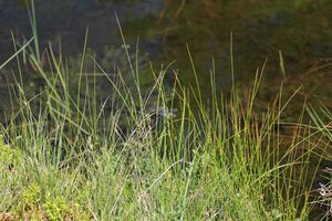 Gumpenkar 53189 2017-07-05.jpg