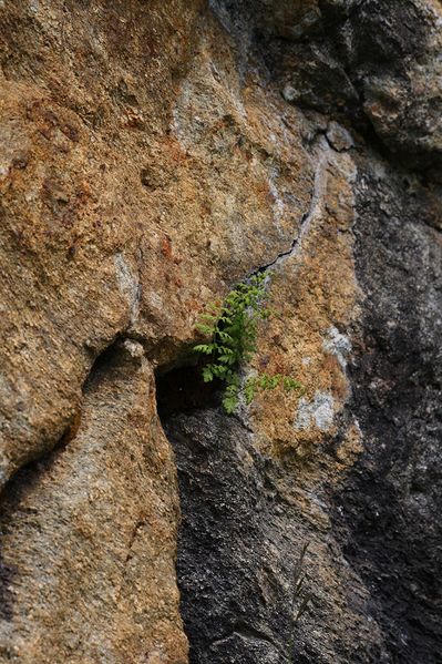 Datei:Im stegerkar 23940 2008-07-09.jpg