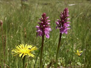 Knabenkraut-keinprecht 90579 2004-07-06.jpg