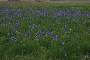 Trautenfels niederstuttern 57801 2014-05-14.jpg