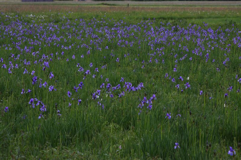 Datei:Trautenfels niederstuttern 57801 2014-05-14.jpg