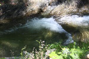 Walchenbach 66068 2014-07-01.jpg