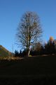 Baum beim burgstaller 13343 2015-11-11.jpg