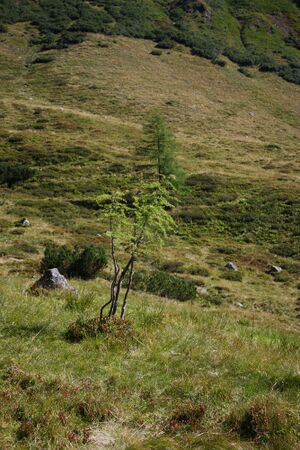 Lassachalm (Alm) 02539 2015-08-28.jpg