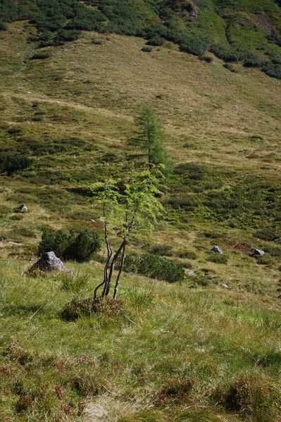 Datei:Lassachalm (Alm) 02539 2015-08-28.jpg