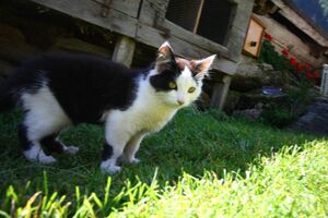 Lassachalm kleinsölk 99041 2015-08-28 2.jpg