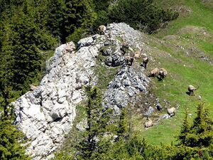 Steinböcke -Gößeck 60040 2014-06-10.JPG
