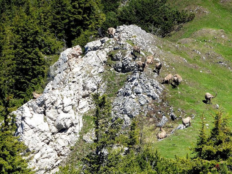 Datei:Steinböcke -Gößeck 60040 2014-06-10.JPG