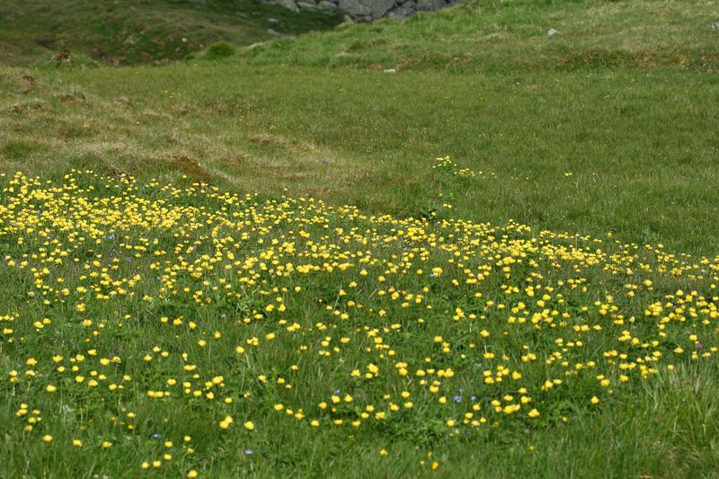Datei:Trollblume blaufeldscharte 58103 2013-07-10.jpg