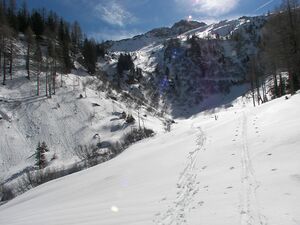 Wildkar 2523 2007-03-05.jpg