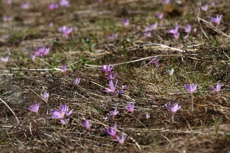 Herbstzeitlose jagersberger 01509 2015-09-12.jpg