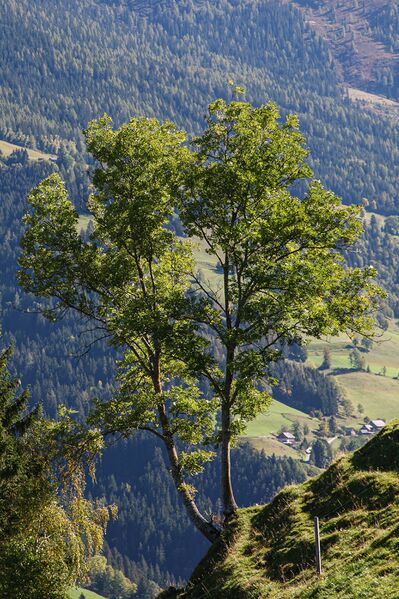 Datei:Obermoser ritzenberg 85292 2018-10-04.jpg