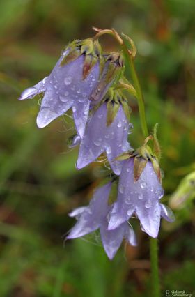 Bärtigeglockenblume9249.jpg