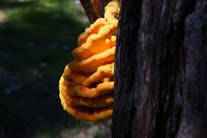 Baumschwamm klockalm 94717 2015-07-11.jpg