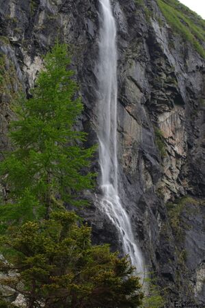 SchleierwsfIMG 7770.jpg