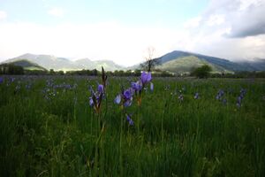 Trautenfels niederstuttern 57810 2014-05-14.jpg