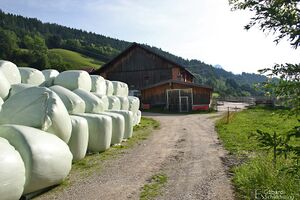 Druschhof stall 7080.jpg