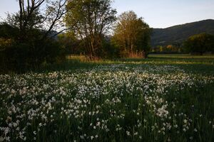 Feuchtwiesen trautenfels6018.jpg