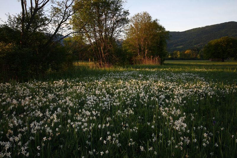 Datei:Feuchtwiesen trautenfels6018.jpg