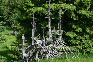 Mößnakar 0839 13-07-12.jpg