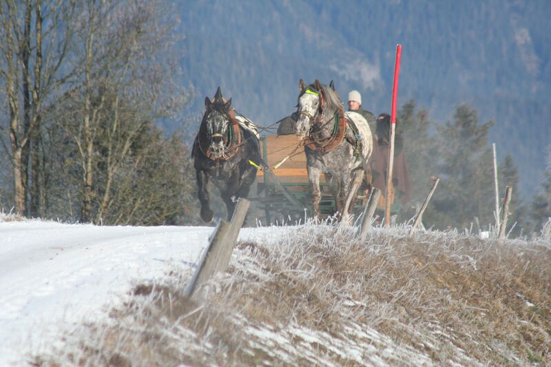 Datei:Pferdeschlitten rohrmoos-3104-2006-12-25.jpg