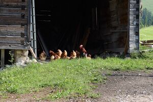 Vlg lackner zlem-0580-2023-06-09.jpg