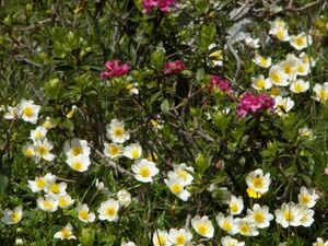 Weiße silberwurz-giglach 90677 2006-07-10.jpg