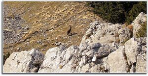 Gößeck steinbock017.JPG