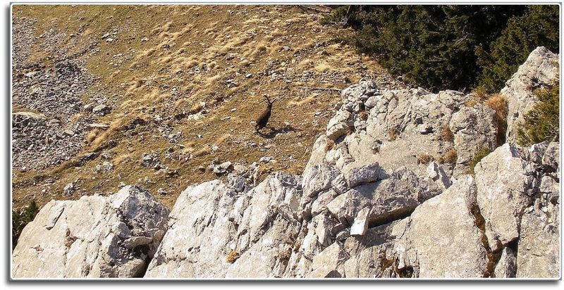 Datei:Gößeck steinbock017.JPG