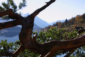 Grundlsee See 78021 2014-11-03.jpg