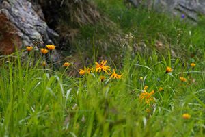 Im stegerkar 23953 2008-07-09.jpg