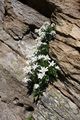 Edelweiß wildkar 0739 13-07-27.jpg