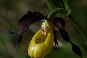 Frauenschuh 2337 2011-05-26.jpg