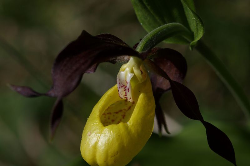 Datei:Frauenschuh 2337 2011-05-26.jpg