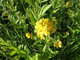 Gilbweiderich-Lysimachia1410633.JPG