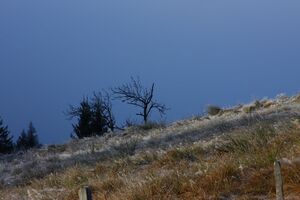 Halseralm-rittis 80008 2014-12-05.jpg