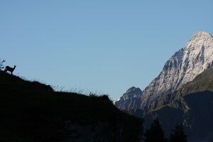 Hochgolling planaiHW 0623 2011-08-11.jpg
