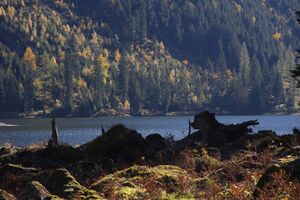 Schwarzensee 0743 2010-10-09.jpg