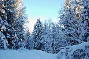 Winterwald in Trautenfels.JPG