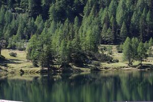 Duisitzkarsee 15105 2011-08-28.jpg
