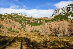 Senfkar luseralm 13476 2015-11-11.jpg