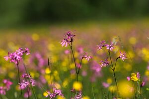 Tettermoor untertal 25313 2016-06-16.jpg