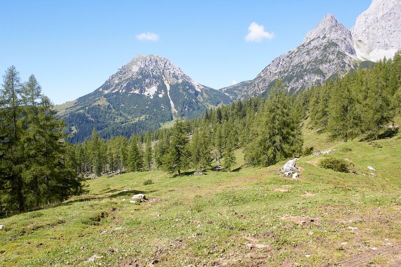Datei:Waldboden-türlwand-0069-2021-09-02.jpg