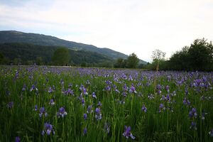 Enns-Altarme Niederstuttern 58422 2014-05-21.jpg