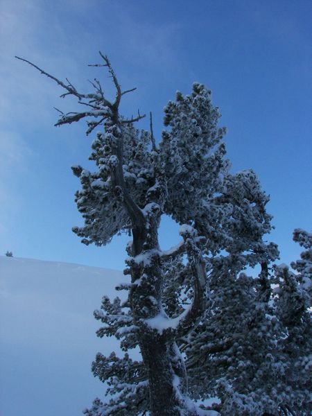 Datei:Guschen 46883 2006-02-27.jpg