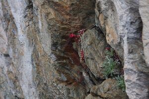 Im Wildkar 2575 2009-07-25.jpg