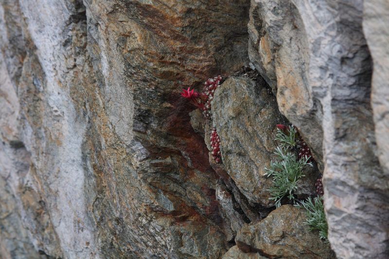 Datei:Im Wildkar 2575 2009-07-25.jpg