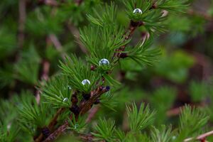 Lärche regentropfen 28962 2011-05-14.jpg