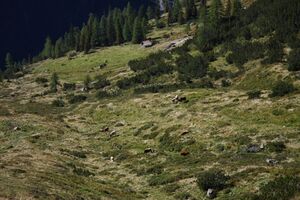 Lassachalm (Alm) 02533 2015-08-28.jpg