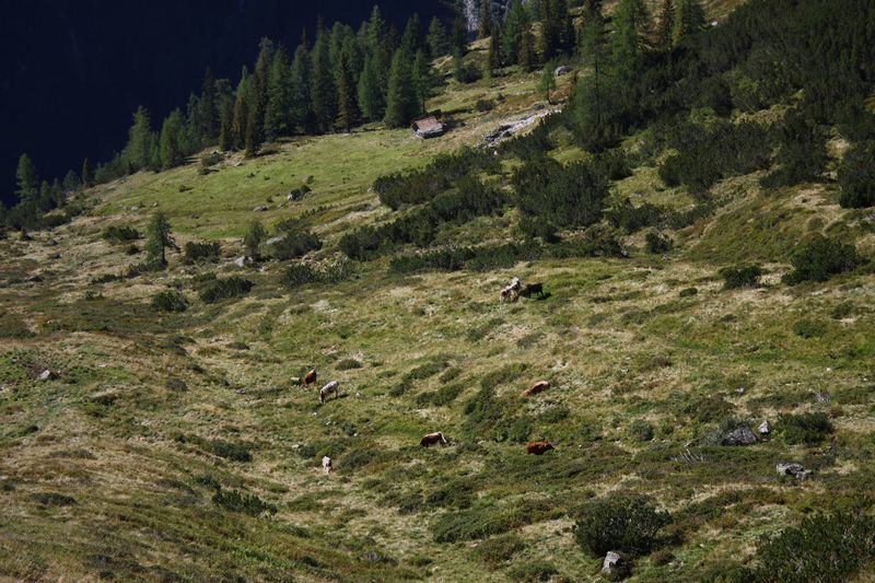 Datei:Lassachalm (Alm) 02533 2015-08-28.jpg